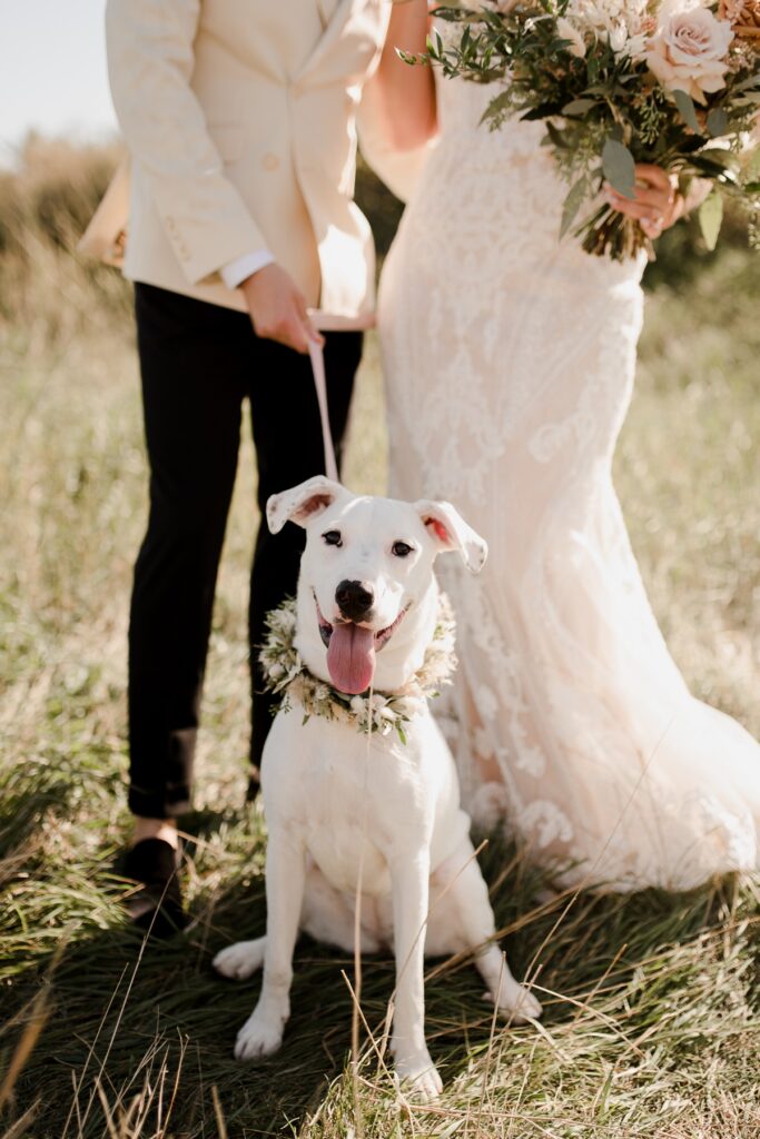 Vanessa Renae Photography, Manitoba autumn wedding at Gables Wedding Barn. wedding photos with dog